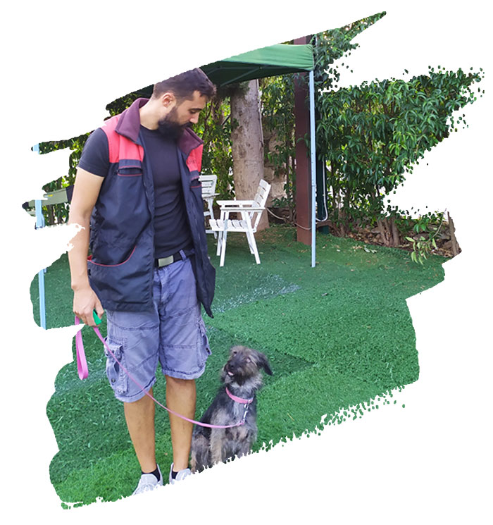 εκπαίδευση σκύλου και βασική υπακοή σκύλου