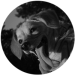 κ9 citizen εκπαιδευτήριο σκύλων στον διόνυσο