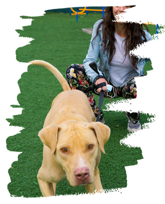 Ισορροπημένη σχέση κηδεμόνα - σκύλου